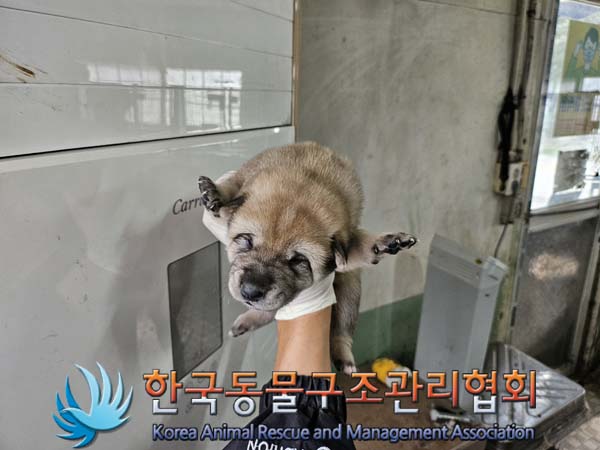 한국동물구조관리협회_441559202401063